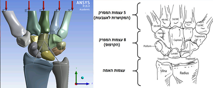 מצד ימין: אנטומייית המפרק, משמאל חלוקת העומסים 